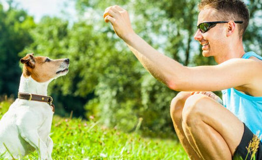 Why Daily Training is Essential for Your Pet's Behavior, Health, and Well-being